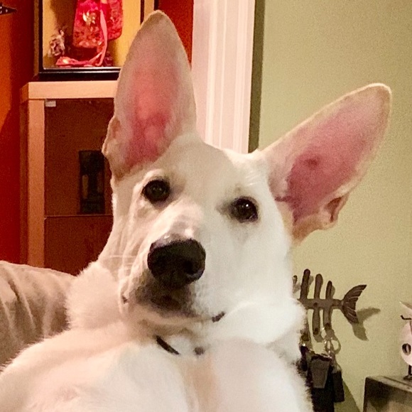 Meet your Posher, Scott - Picture 1 of 1